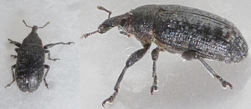 Réf. 229 870 : Larinus carlinae
